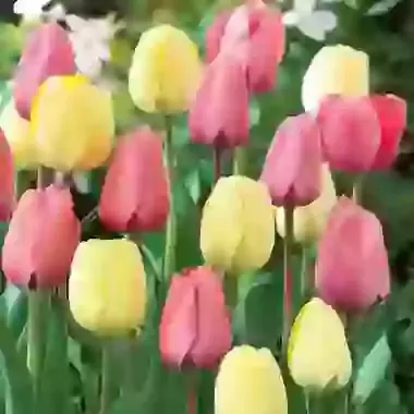 Two-Tone Mixture